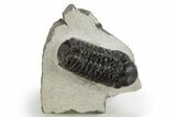 Detailed Austerops Trilobite - Nice Eye Facets #311076-3